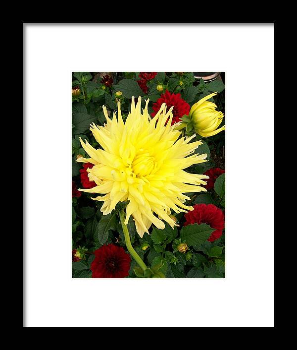 Bright Framed Print featuring the photograph Dahlia's by Sharon Duguay