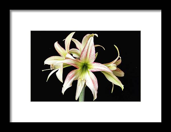 Flower Framed Print featuring the photograph Dainty and soft. by Usha Peddamatham