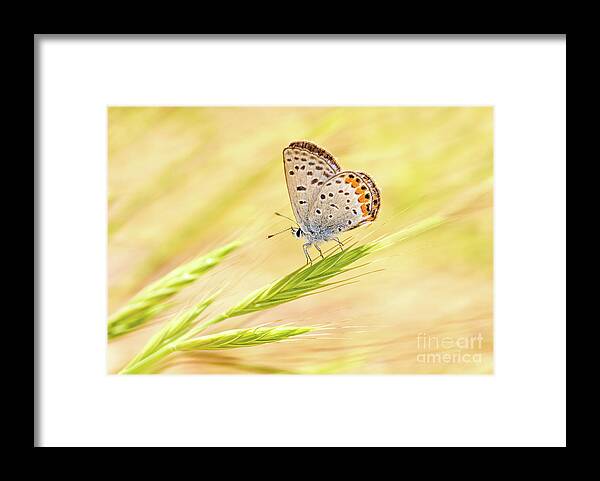 Close-up Framed Print featuring the photograph Dainty Butterfly by Mimi Ditchie
