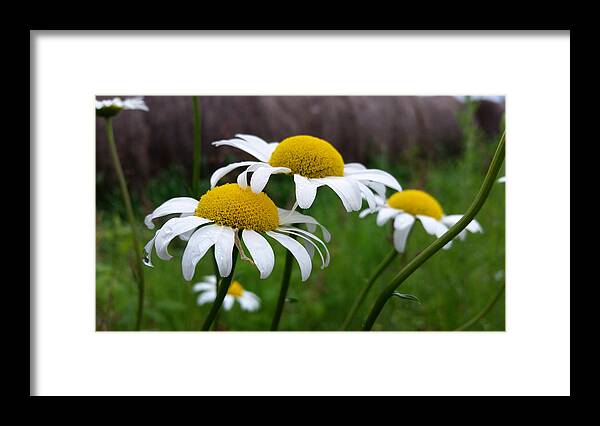 Daisies Framed Print featuring the photograph Daisies by Brook Burling