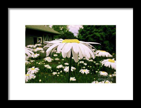 Flower Framed Print featuring the photograph Daisies by Sheila Ping