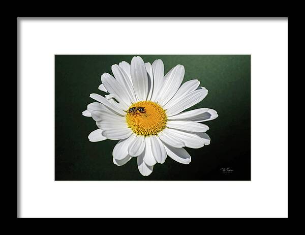 Bee Framed Print featuring the photograph Daisy Bee by Bill Posner