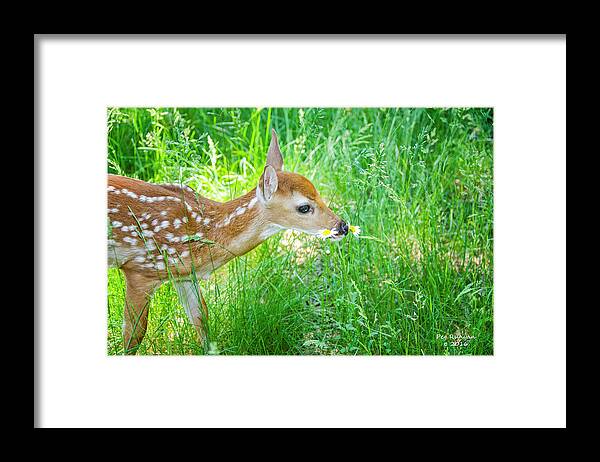 White-tailed Fawn Framed Print featuring the photograph Daisy Break by Peg Runyan