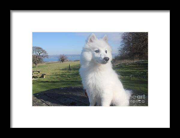Dog Framed Print featuring the photograph Daisy by David Grant
