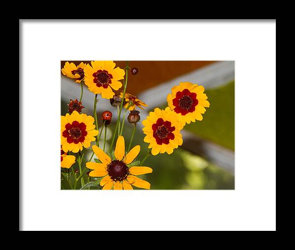 Flower Flora Still-life Gardening Arrangements Yellow Brownish- Red Stain Glass Window Background Daisy Buds Bloom Green Leaves Orange And Green Stained Glass Nature Floral Photography By Jan Gelders Floral Decor Interior Design Accent Framed Print featuring the photograph Daisy Delights by Jan Gelders