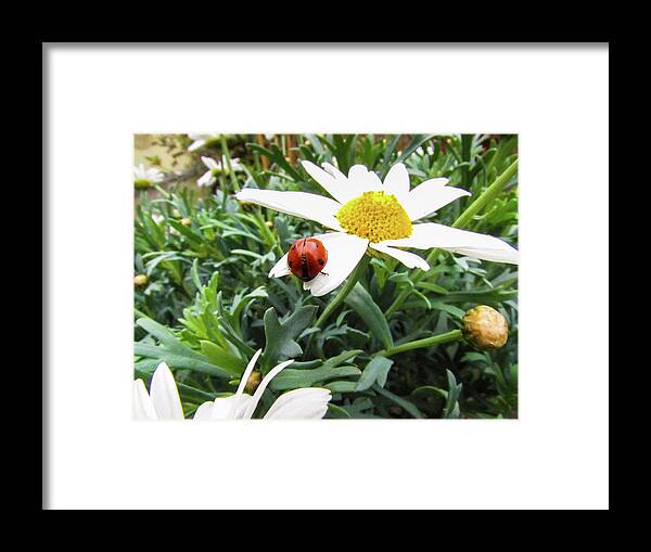 Daisy Flower Framed Print featuring the photograph Daisy Flower and Ladybug by Cesar Vieira