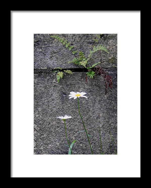 Daisy Framed Print featuring the photograph Daisy Loves Fern by Wild Thing
