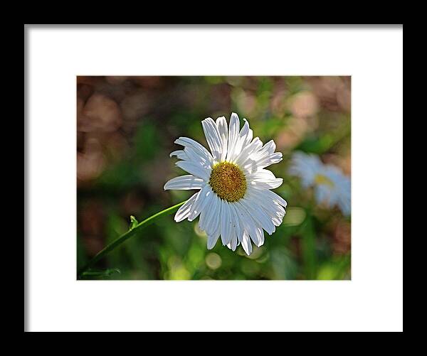Bloom Framed Print featuring the photograph Daisy Morning by Linda Brown