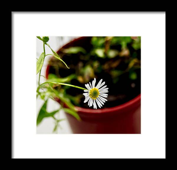 Daisy Framed Print featuring the photograph Daisy or What. by Elena Perelman