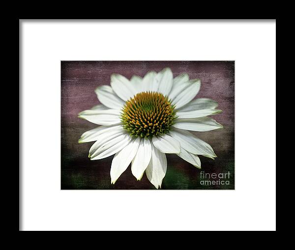 Flower Framed Print featuring the photograph Daisy by Scott and Dixie Wiley