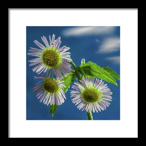 Daisy Flowers Floral Sky Cloud Blue Yellow White Green Square Framed Print featuring the photograph Daisy Trio - white daisies glistening in sunlight with mist droplets by Peter Herman