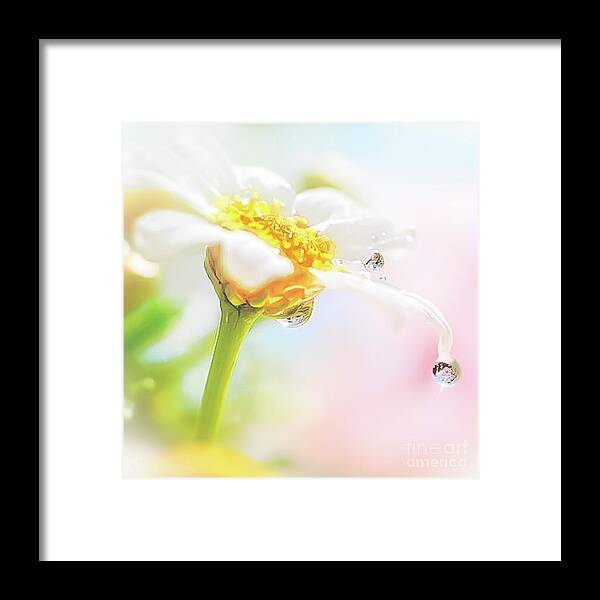Peggy Franz Photography Framed Print featuring the photograph  Daisy Water Drop Reflection by Peggy Franz