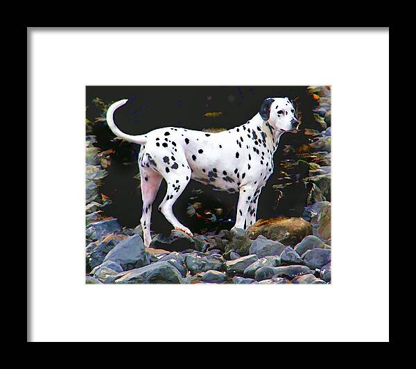 Dalmatian Framed Print featuring the photograph Dalmatian on the Rocks by Wendy McKennon