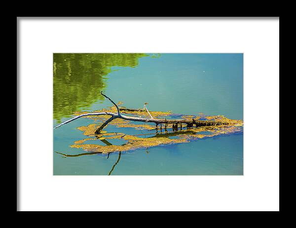 Barr Lake Framed Print featuring the photograph Damselfly on a Branch On A Lake by Tom Potter