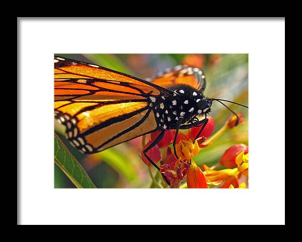 Insects Framed Print featuring the photograph Danaus Plexippus by Juergen Roth