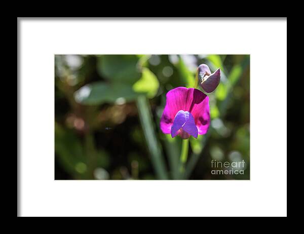 Vicia Sativa Framed Print featuring the photograph Dance of the Light by Eva Lechner