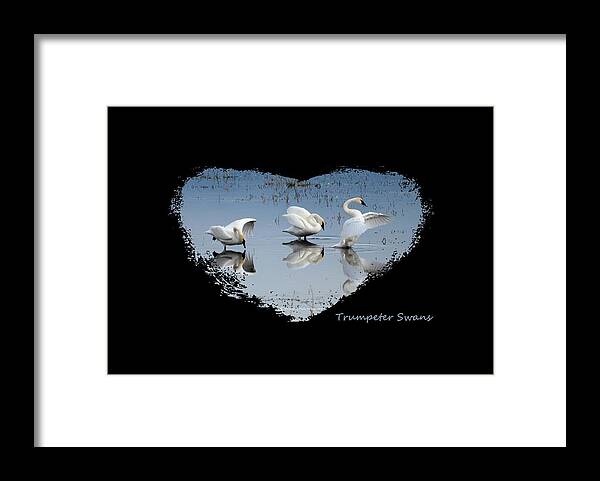 Waterfowl Framed Print featuring the photograph Dance of the Trumpeters 4 by Whispering Peaks Photography