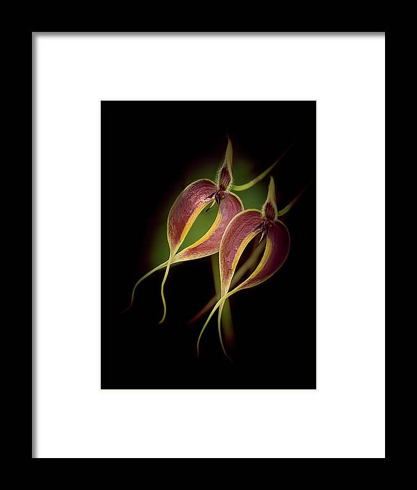 Selby Gardens Framed Print featuring the photograph Dancer 2 by Richard Goldman