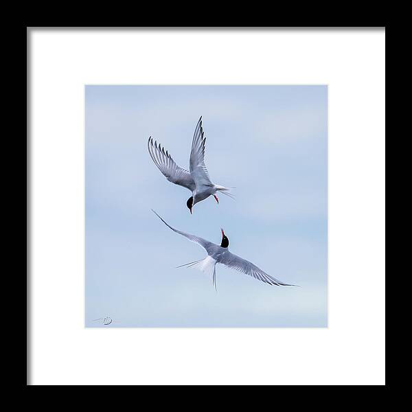 Dancing Arctic Terns Framed Print featuring the photograph Dancing Arctic Terns by Torbjorn Swenelius