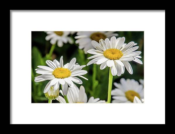 Daisy Framed Print featuring the photograph Dancing Daisies by Synda Whipple