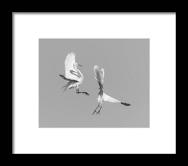 Great Egrets Framed Print featuring the photograph Dancing Egrets 2017-3 by Thomas Young
