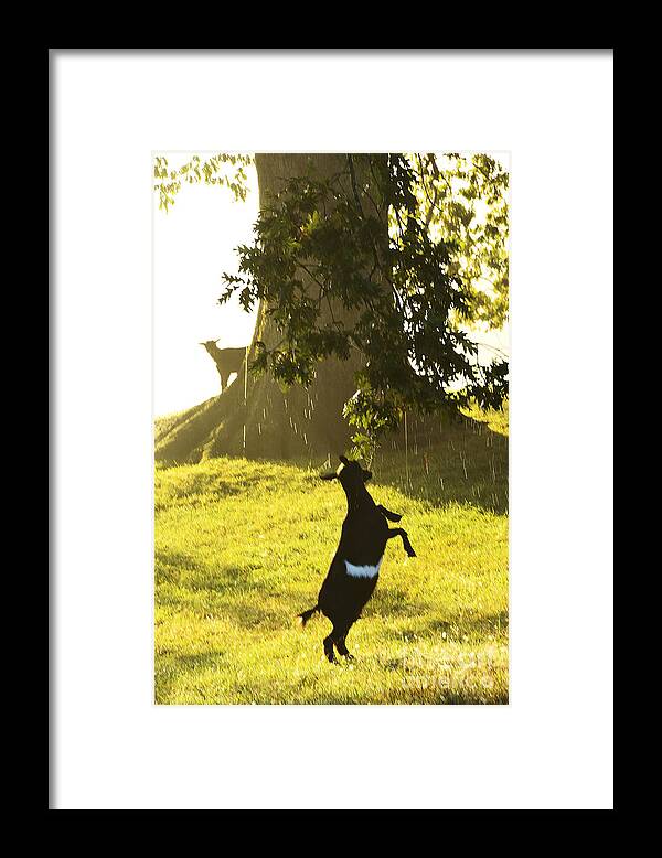 Pygmy Goat Framed Print featuring the photograph Dancing in the Rain by Thomas R Fletcher