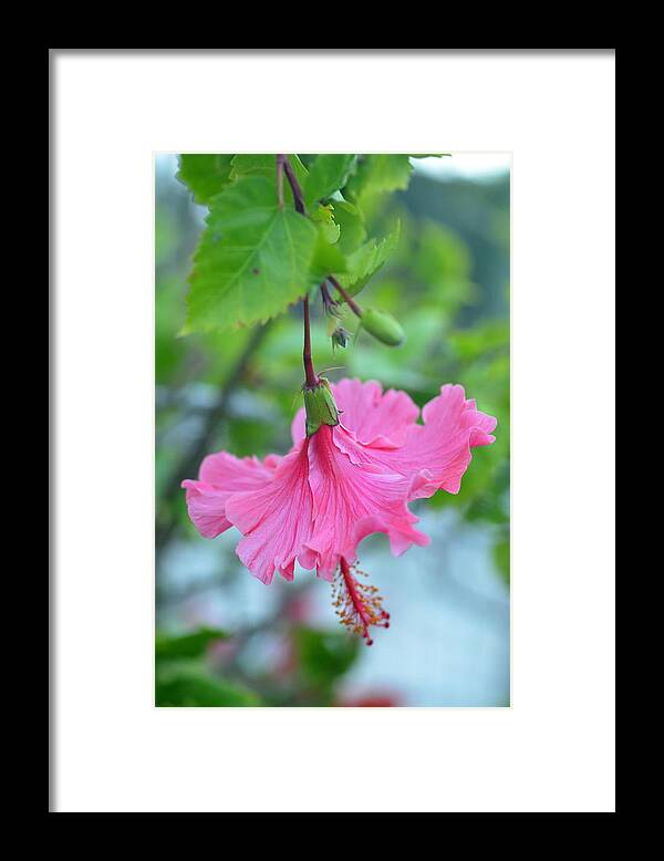 Flower Framed Print featuring the photograph Dancing Lady Pink Hibiscus by Amy Fose