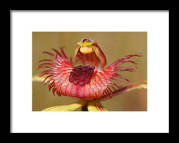 Orchid Framed Print featuring the photograph Dancing Spider Orchid by Tony Brown