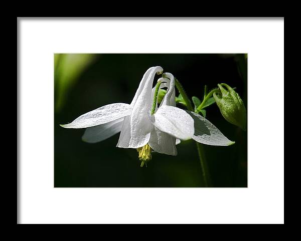 Flowers Framed Print featuring the photograph Dancing Swans by Jim Moore