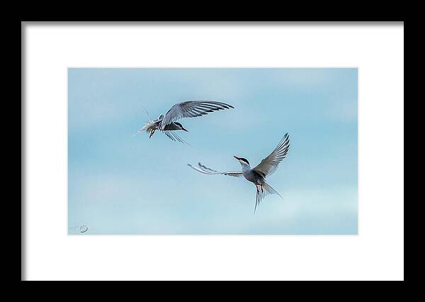 Flying Common Terns Framed Print featuring the photograph Dancing Terns by Torbjorn Swenelius