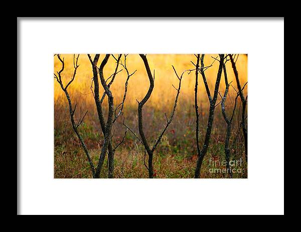 Dance Framed Print featuring the photograph Dancing Trees by Randy Pollard