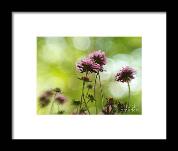 Flowers Framed Print featuring the photograph Dancing With The Bubbles by Dorothy Lee