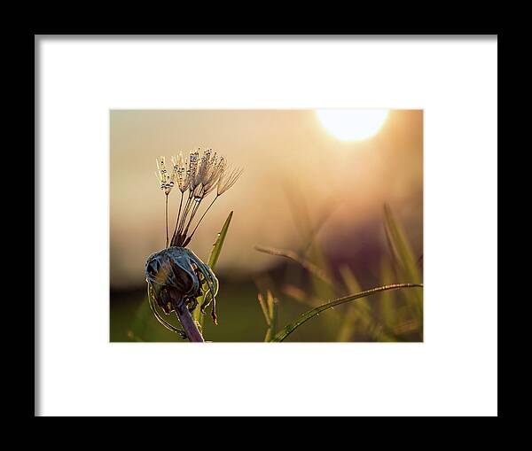 Dandelion Framed Print featuring the photograph Dandelion by Brad Boland