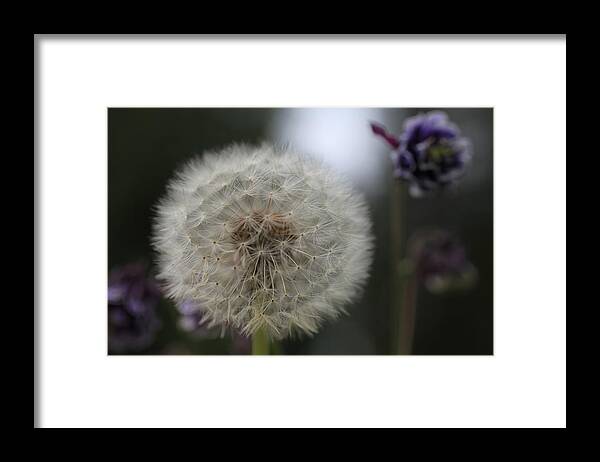 Dandelion Framed Print featuring the photograph Dandelion Glow by Tammy Pool
