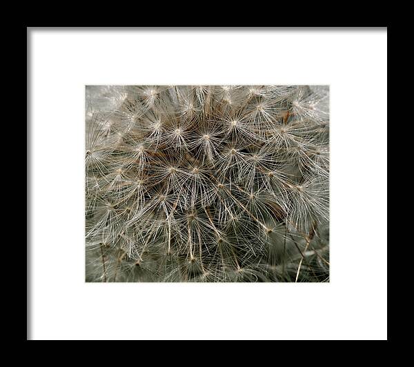 Flower Framed Print featuring the photograph Dandelion Head by William Selander