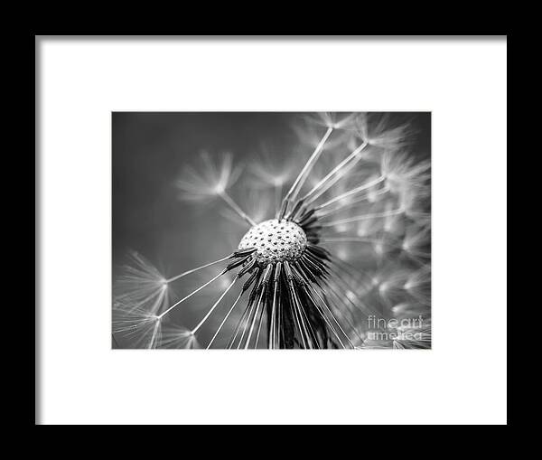 Home Decor Framed Print featuring the digital art Dandelion in Black and White by Elijah Knight