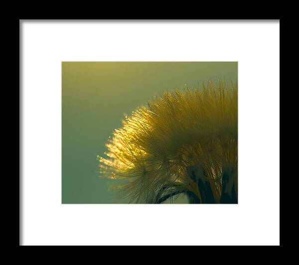 Dandelion Framed Print featuring the photograph Dandelion in Green by Brad Boland