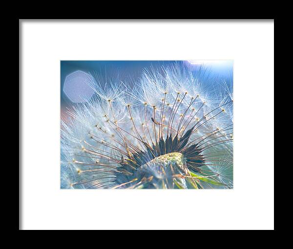 Dandelion Framed Print featuring the photograph Dandelion in Light by Brad Boland