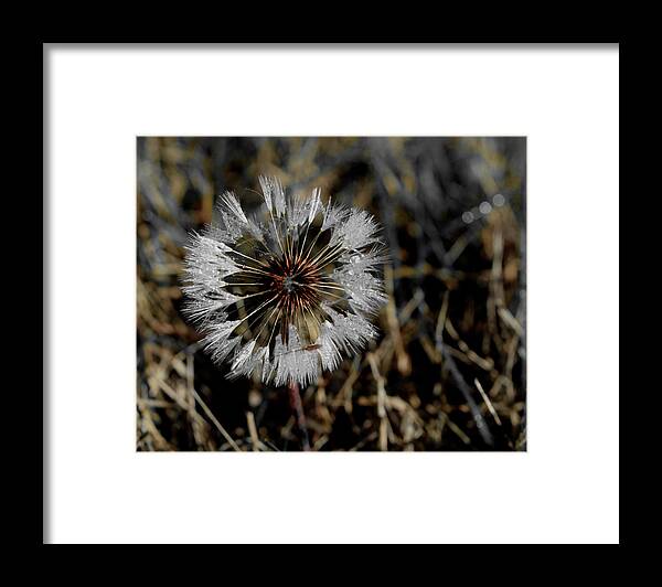 Dandelion Framed Print featuring the photograph Dandelion in the Dew by Karen Harrison Brown