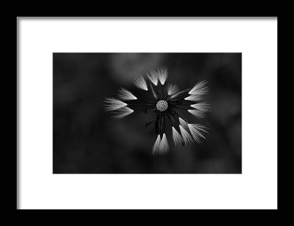 Dandelion Framed Print featuring the photograph Dandelion by Morgan Wright