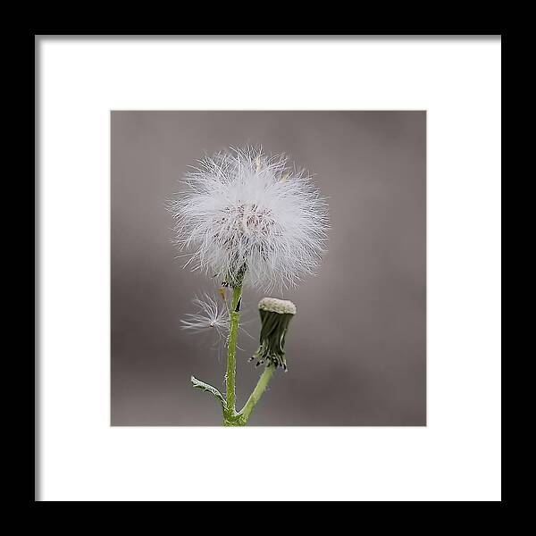  Framed Print featuring the photograph Dandelion Seed Head by Rona Black