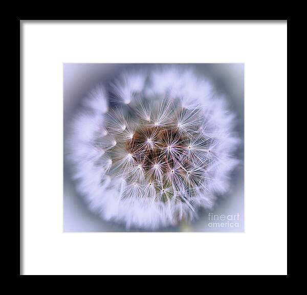 Dandelion Framed Print featuring the photograph Dandelion Seeds by Alex Hiemstra