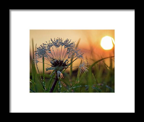 Dandelion Framed Print featuring the photograph Dandelion Sunset 2 by Brad Boland