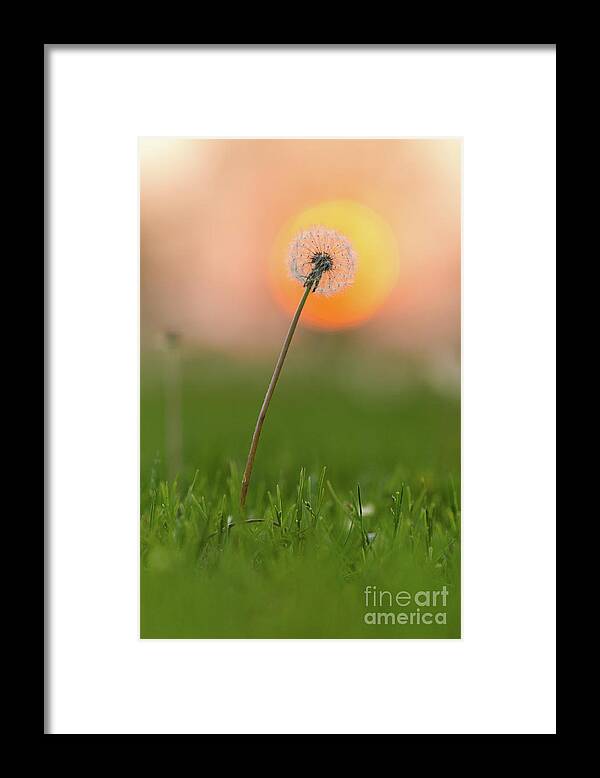 Close Up Framed Print featuring the photograph Dandelion Sunset by Ernesto Ruiz