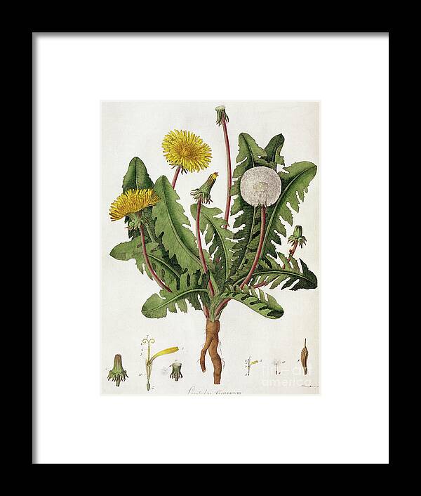 Leontodon Taraxacum;plant;flower;wild;spore Framed Print featuring the painting Dandelion by William Kilburn