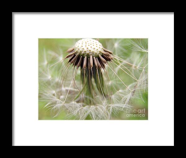 Dandelion Framed Print featuring the photograph Dandelion Wish 8 by Kim Tran