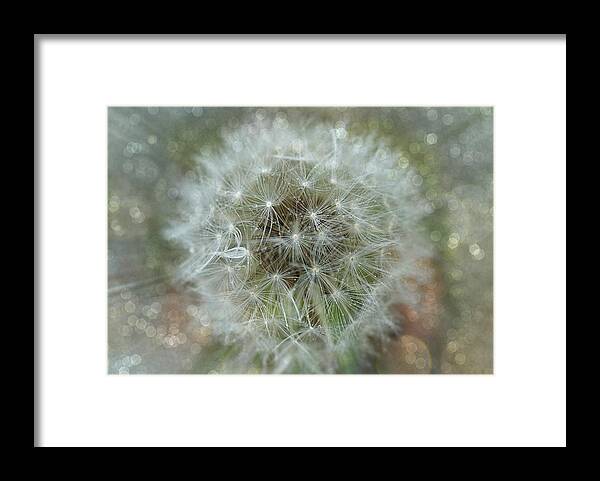Dandelion Framed Print featuring the photograph Dandelions Tears by Lilia S