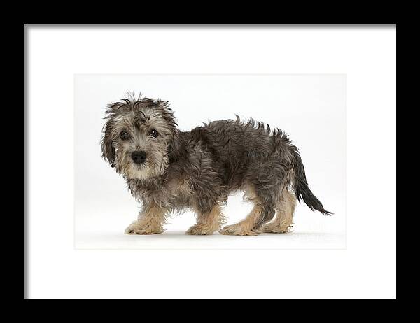 Nature Framed Print featuring the photograph Dandy Dinmont Terrier And Puppy by Mark Taylor