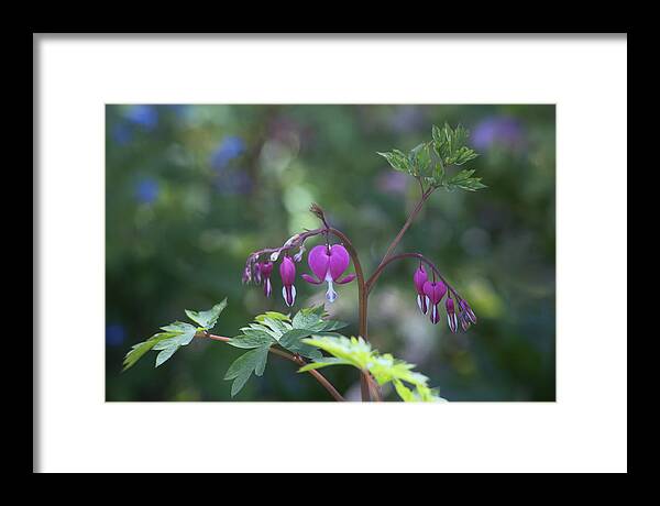  Flower Framed Print featuring the photograph Dangling Hearts by Morris McClung