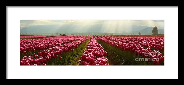 Tulip Framed Print featuring the photograph Dappled in Light by Beve Brown-Clark Photography